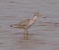 /album/photogallery/redshank-cape-point-jpg/